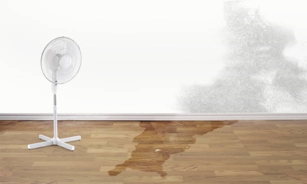 Best Water damage repair service  in Dayton, KY