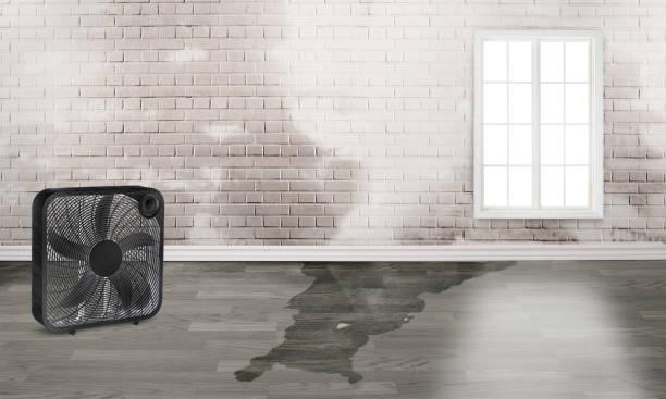 Best Water damage cleanup near me  in Dayton, KY